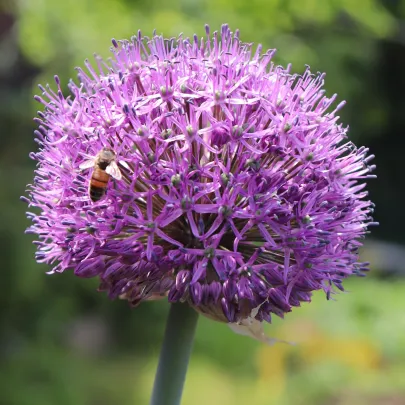 Cesnak Summer Drummer - Allium - cibuľoviny - 3ks