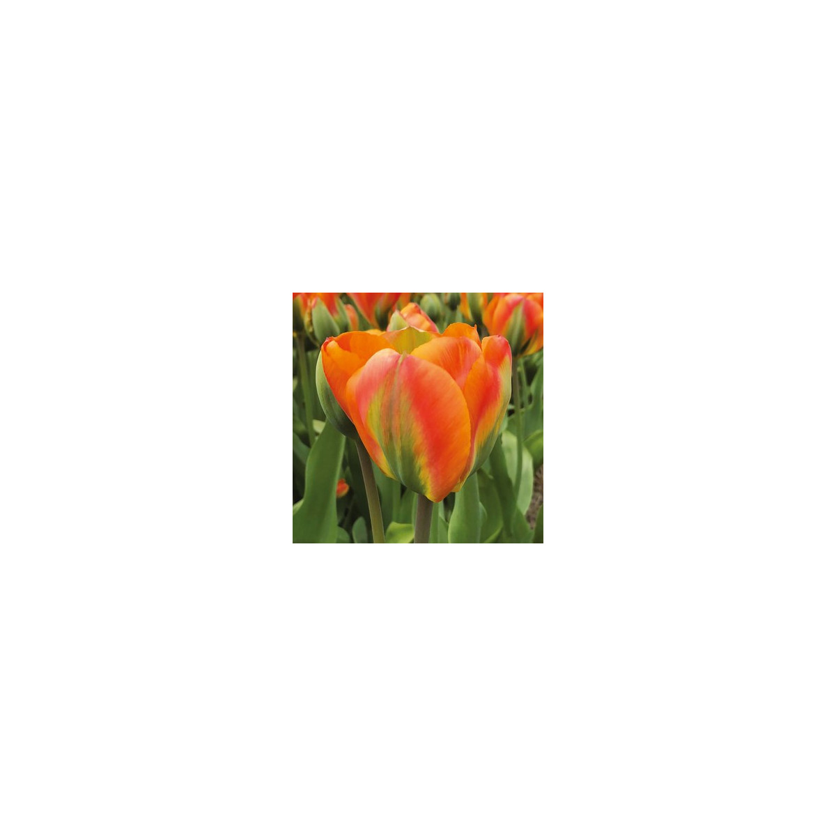 Tulipán Orange Marmelade - Tulipa - cibuľoviny - 3 ks