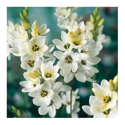 Dúhovica Giant - Ixias - cibuľoviny - 3 ks