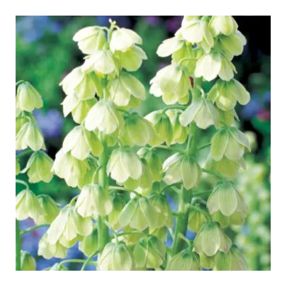 Korunkovka perzská biela - Fritillaria persica - cibuľoviny - 1 ks