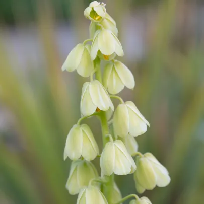 Korunkovka perzská biela - Fritillaria persica - cibuľoviny - 1 ks