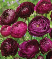 Iskerník plnokvetý Tomer Purple - Ranunculus asiaticus - cibuľoviny - 3 ks