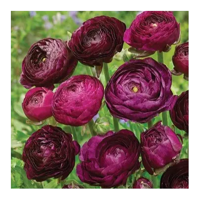 Iskerník plnokvetý Tomer Purple - Ranunculus asiaticus - cibuľoviny - 3 ks