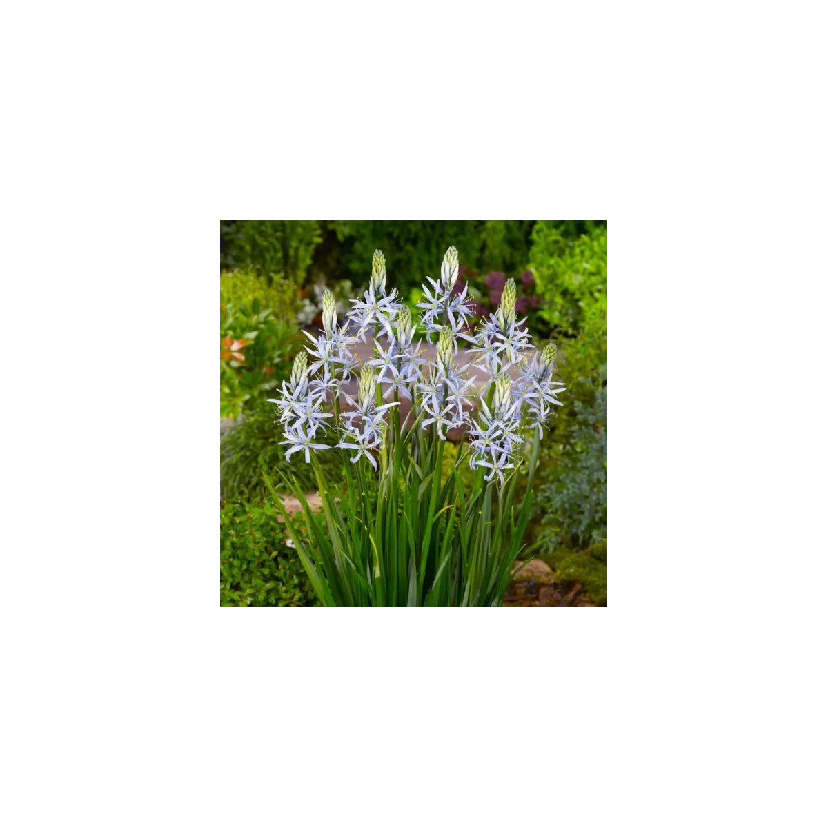 Ladoník bledomodrý - Camassia cusickii - cibuľoviny - 2 ks