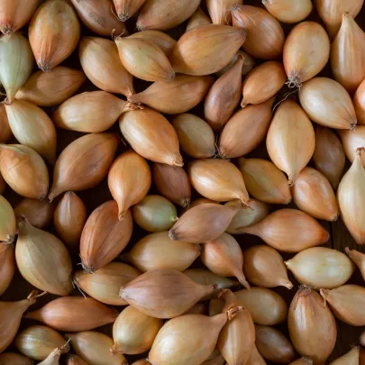 BIO Cibuľa sadzačka Shakespeare ozimná - Allium cepa - cibuľky - 50 ks