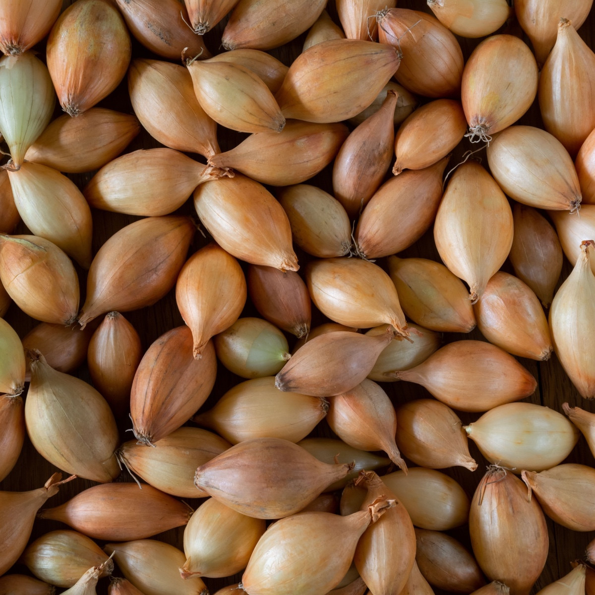 BIO Cibuľa sadzačka Shakespeare ozimná - Allium cepa - cibuľky - 50 ks