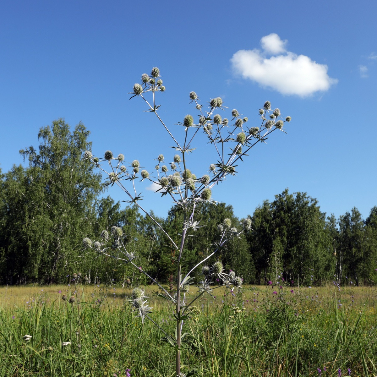Kotúč biely White glitter - Eryngium planum - semená - 10 ks