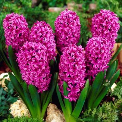Hyacint Miss Saigon - Hyacinthus - cibuľoviny - 1 ks