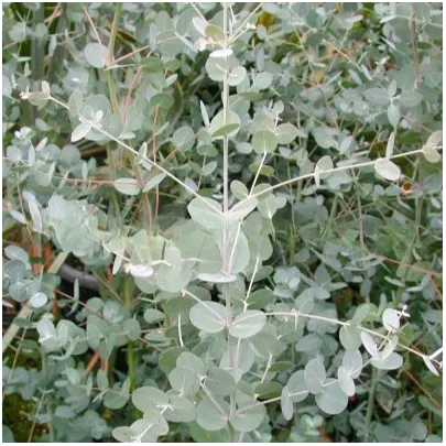 Eucalyptus Gunnii - Blahovičník Gunnov - Eucalyptus gunnii - semená - 10 ks