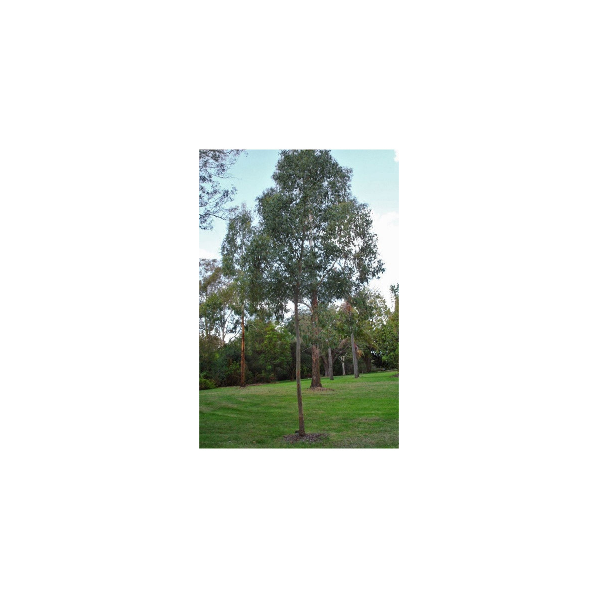 Eucalyptus Gunnii - Blahovičník Gunnov - Eucalyptus gunnii - semená - 10 ks