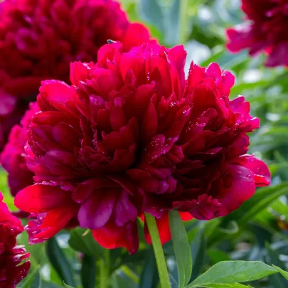 Pivónia lekárska Rubra Plena - Paeonia officinalis - cibuľoviny - 1 ks
