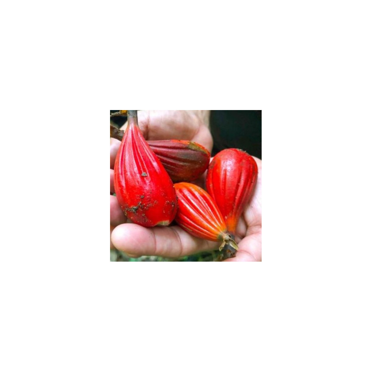 Aframom ryhovaný - Aframomum sulcatum - semená - 5 ks