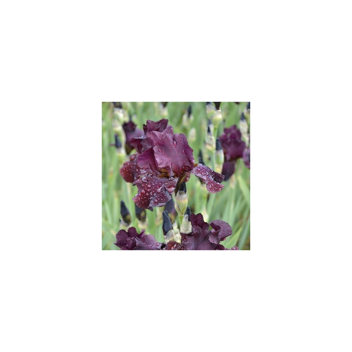 Kosatec nízky Cherry Garden - Iris pumila - hľuzy - 1 ks