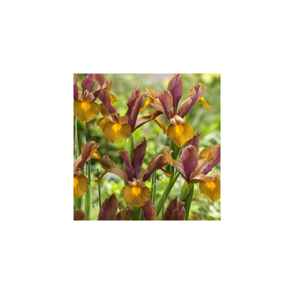 Kosatec holandský Lion King - Iris hollandica - cibuľoviny - 3 ks