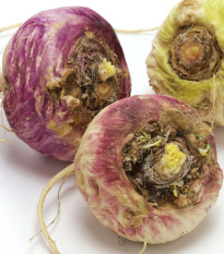 Ženšen peruánsky fialový - Lila Maca - Lepidium - semená - 5 ks