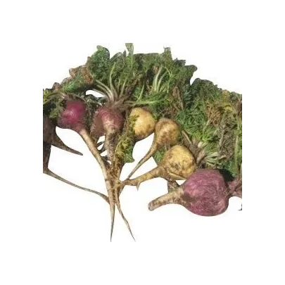 Ženšen peruánsky fialový - Lila Maca - Lepidium - semená - 5 ks