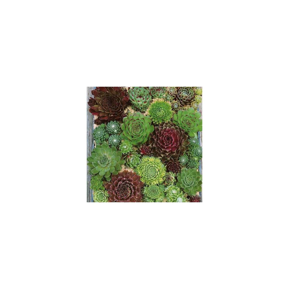 Skalnica - Skalná ruža zmes - Sempervivum hybridum - semená - 30 ks