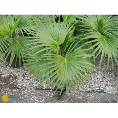 Palma čínska - Livistona Chinensis - semená - 3 ks