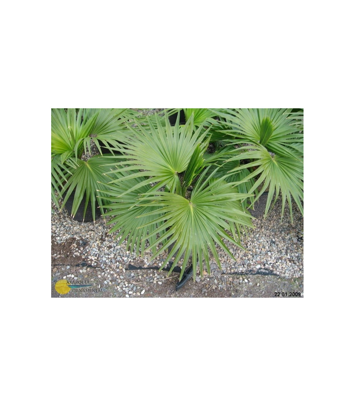 Palma čínská- semena- 3 ks- Livistona Chinensis