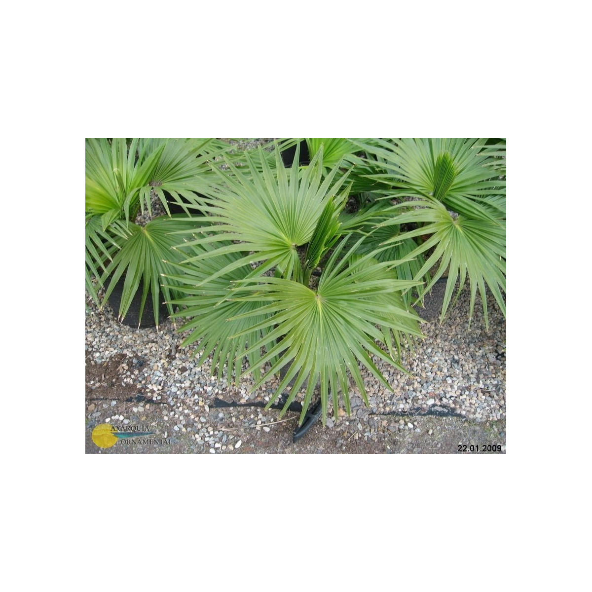 Palma čínska - Livistona Chinensis - semená - 3 ks