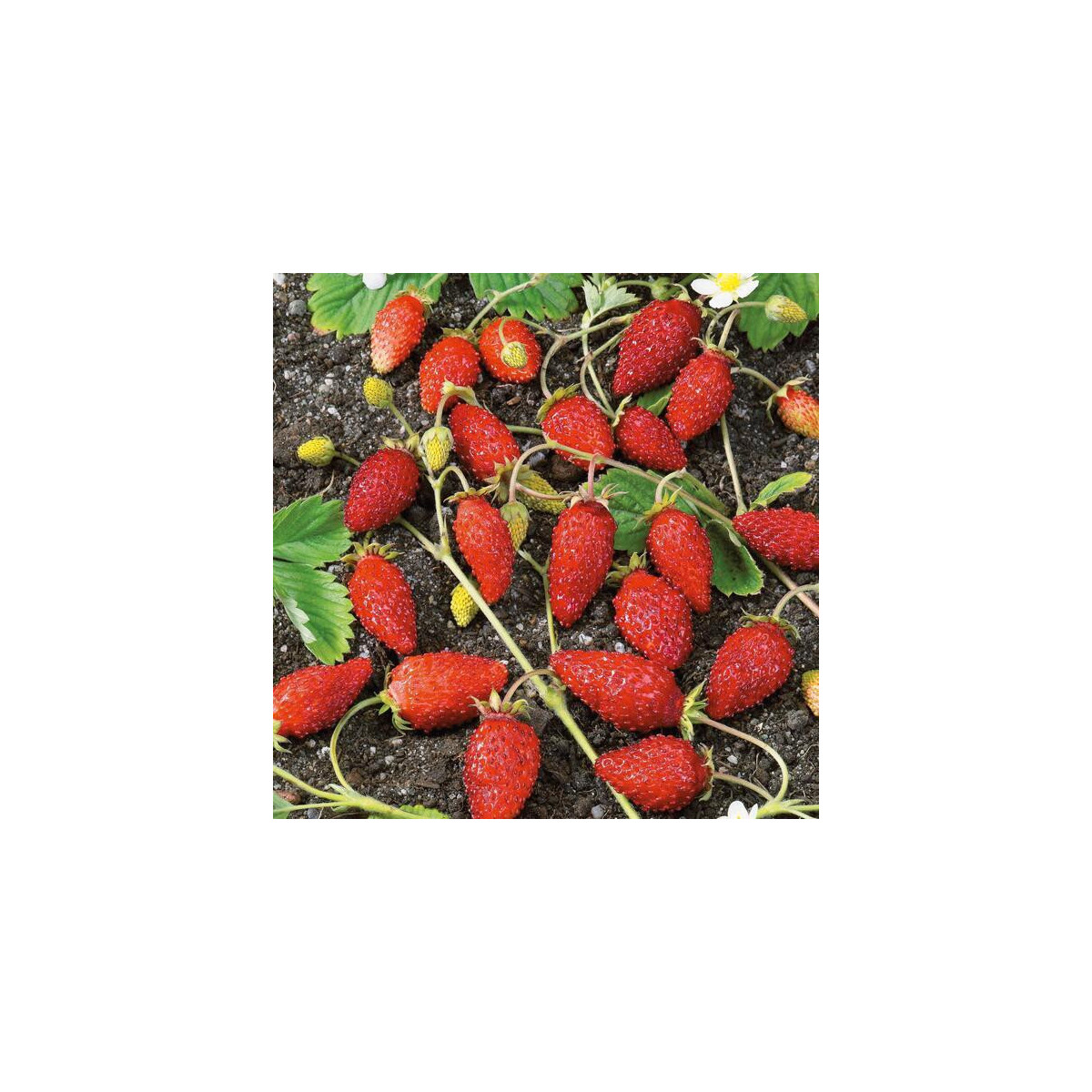 Jahodník alpský Baron von Solemacher - Fragaria vesca - semená jahôd - 15 ks