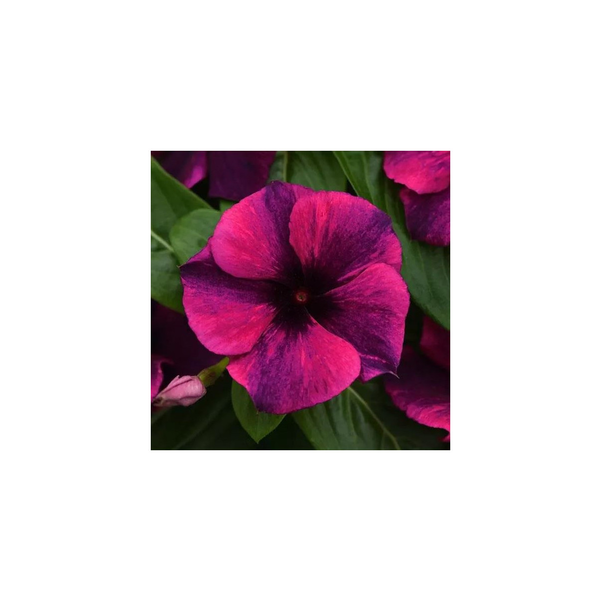 Katarant Tatoo Black Cherry - Catharanthus roseus - semená zimozeleň - 30 ks