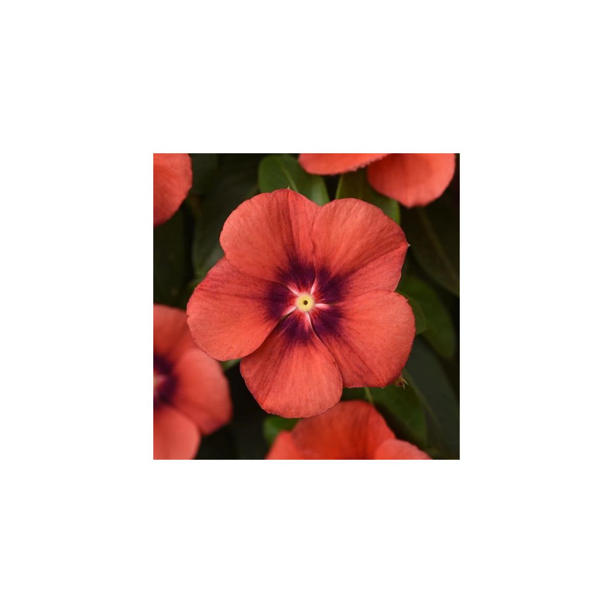 Katarant Tatoo Tangerine - Catharanthus roseus - semená zimozeleň - 30 ks