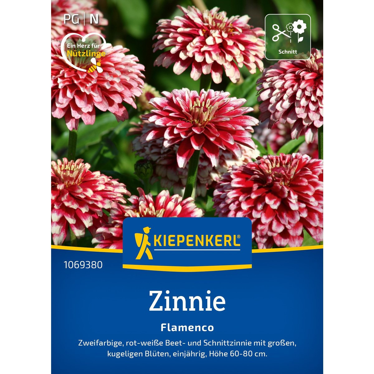 Cínia Flamenco - Zinnia elegans - predaj semien - 50 ks