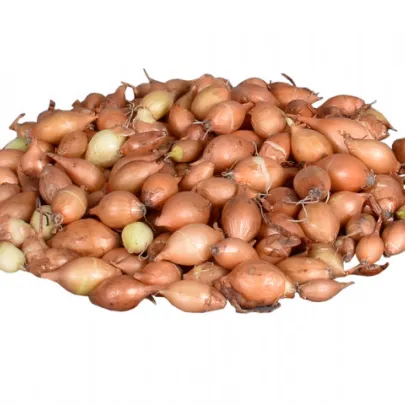 Cibuľa sadzačka Hercules - Allium cepa - cibuľky - 500 g