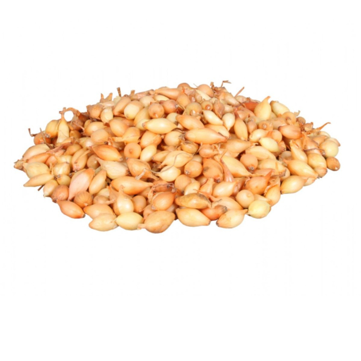 Cibuľa sadzačka Corrado F1 - Allium cepa - cibuľky - 500 g