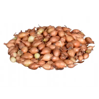 Cibuľa sadzačka žltá Hercules - Allium cepa - cibuľky - 250 g