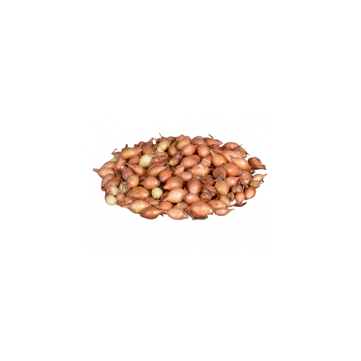 Cibuľa sadzačka žltá Hercules - Allium cepa - cibuľky - 250 g
