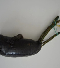 Ruža veľkokvetá kríková žltoružová - Rosa - jednoducho korenené sadenice - 1 ks