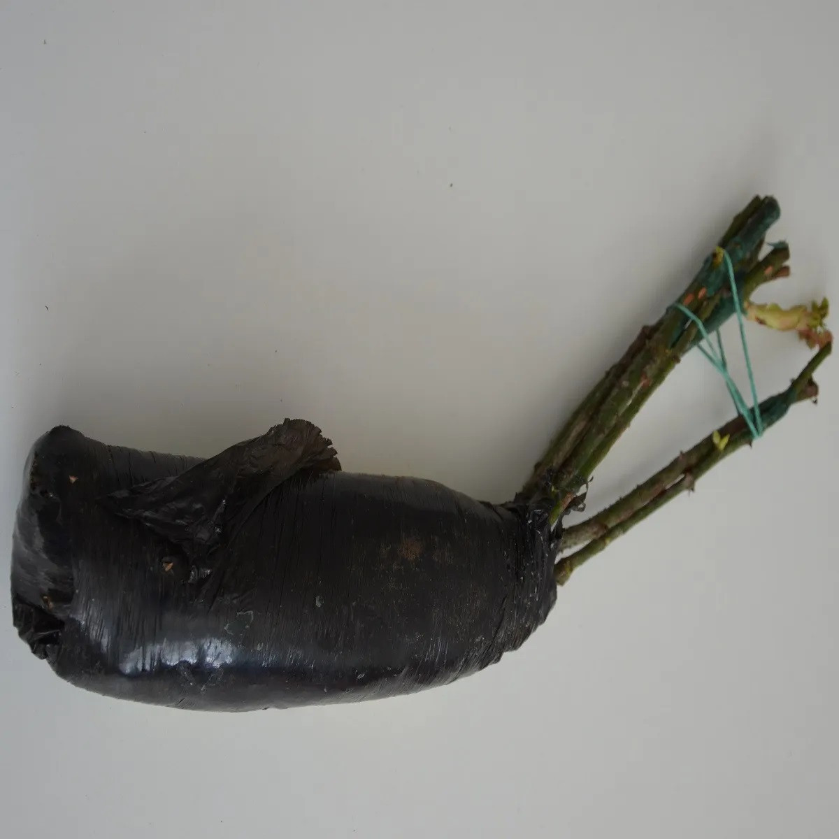 Ruža veľkokvetá kríková žltoružová - Rosa - jednoducho korenené sadenice - 1 ks