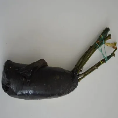 Ruža veľkokvetá kríková tmavočervená - Rosa - jednoducho korenené sadenice - 1 ks