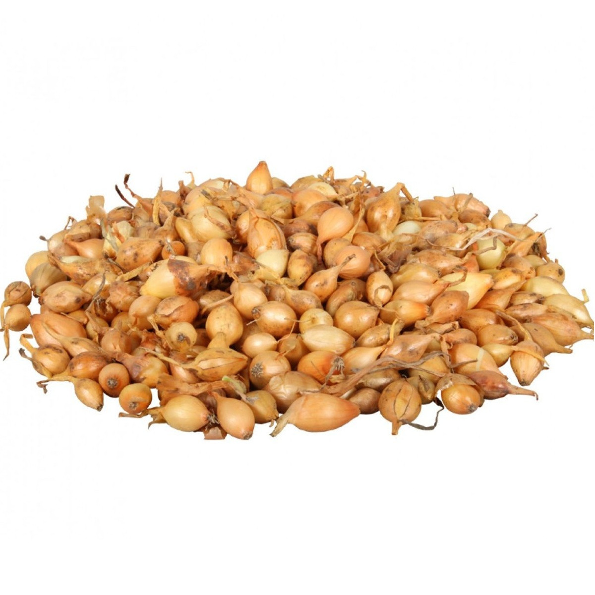 Cibuľa sadzačka Všetana - Allium cepa - cibuľky - 500 g