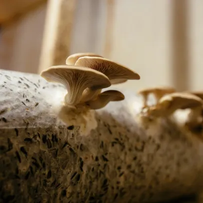 Hliva ustricová - Pleurotus ostreatus - sadivo - 250 ml