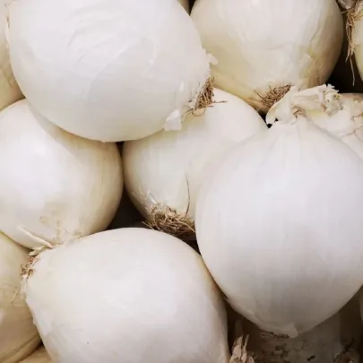 Cibuľa sadzačka Snowball - Allium cepa - cibuľky - 500 g