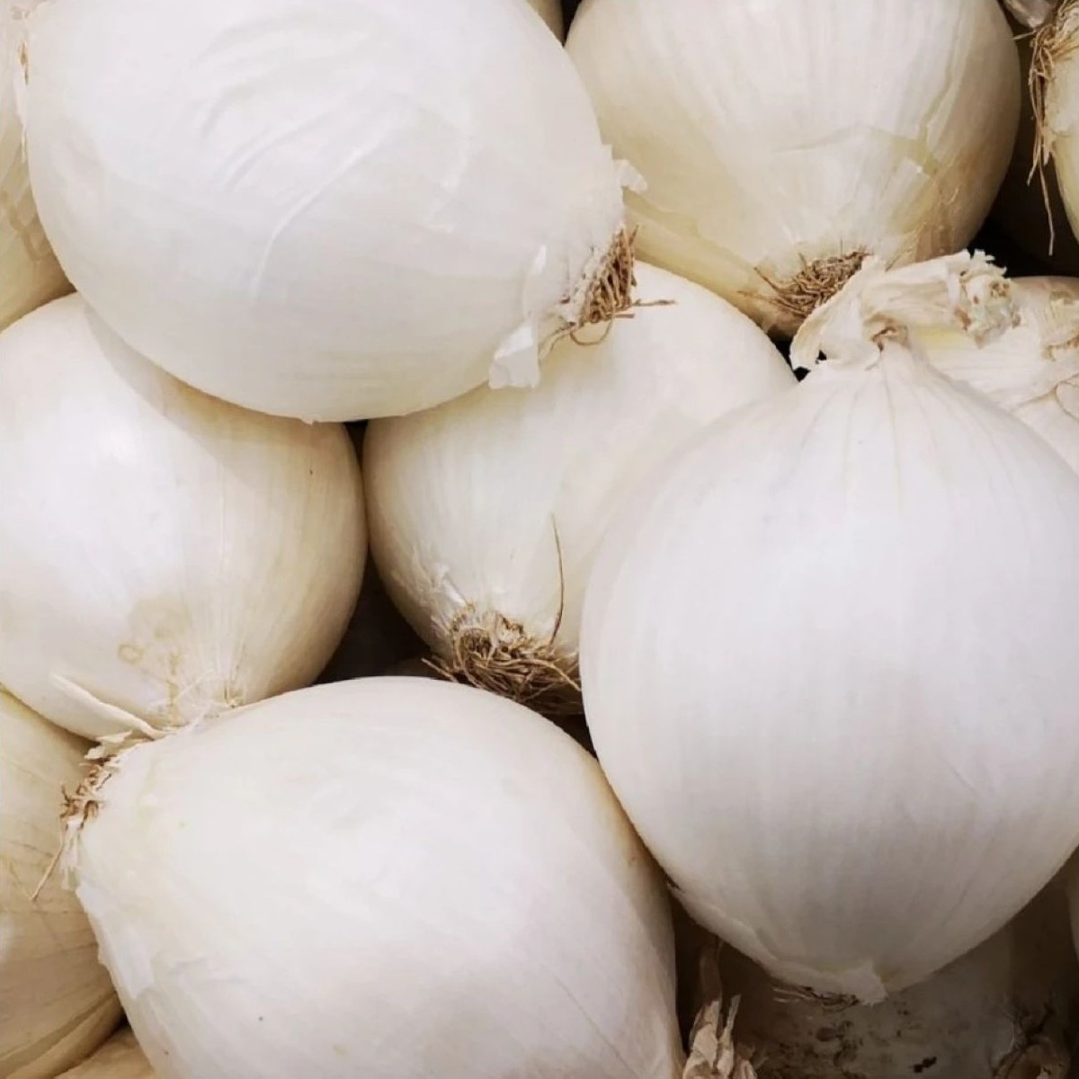 Cibuľa sadzačka Snowball - Allium cepa - cibuľky - 500 g
