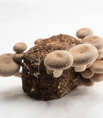 Shii take - Húževnatec jedlý - Lentinula edodes - sadba - 1 ks