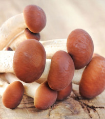 Polnička topoľová - Agrocybe aegerita - sadba - 1 ks