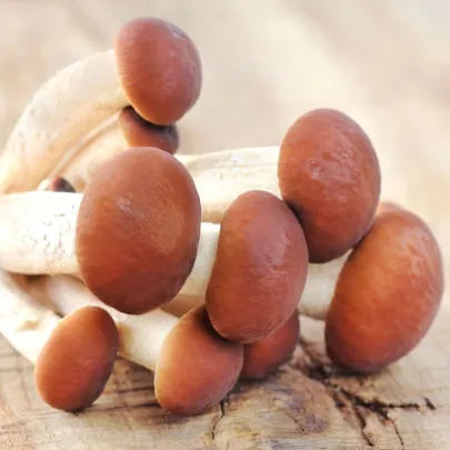 Polnička topoľová - Agrocybe aegerita - sadba - 1 ks