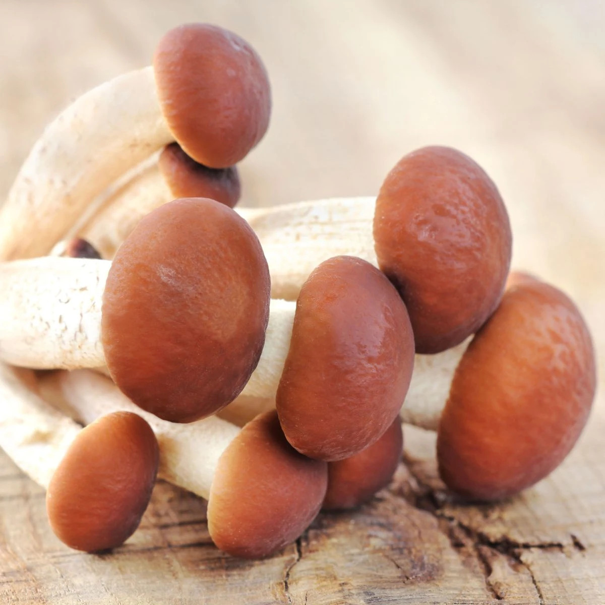 Polnička topoľová - Agrocybe aegerita - sadba - 1 ks