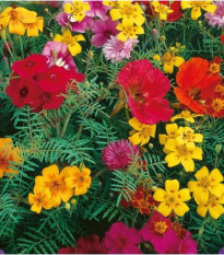 Zmes farebných kvetov - výsevný pásik - 5 m