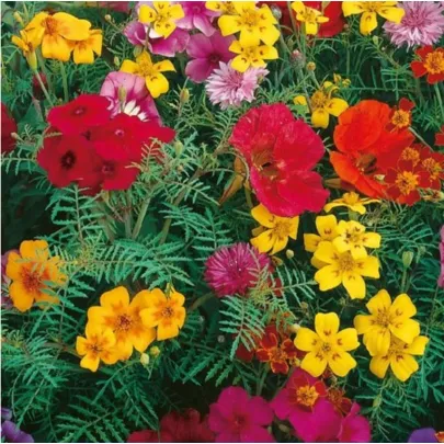 Zmes farebných kvetov - výsevný pásik - 5 m