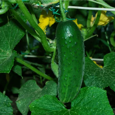 Uhorka Najada F1 - Cucumis sativus - semená - 15 ks