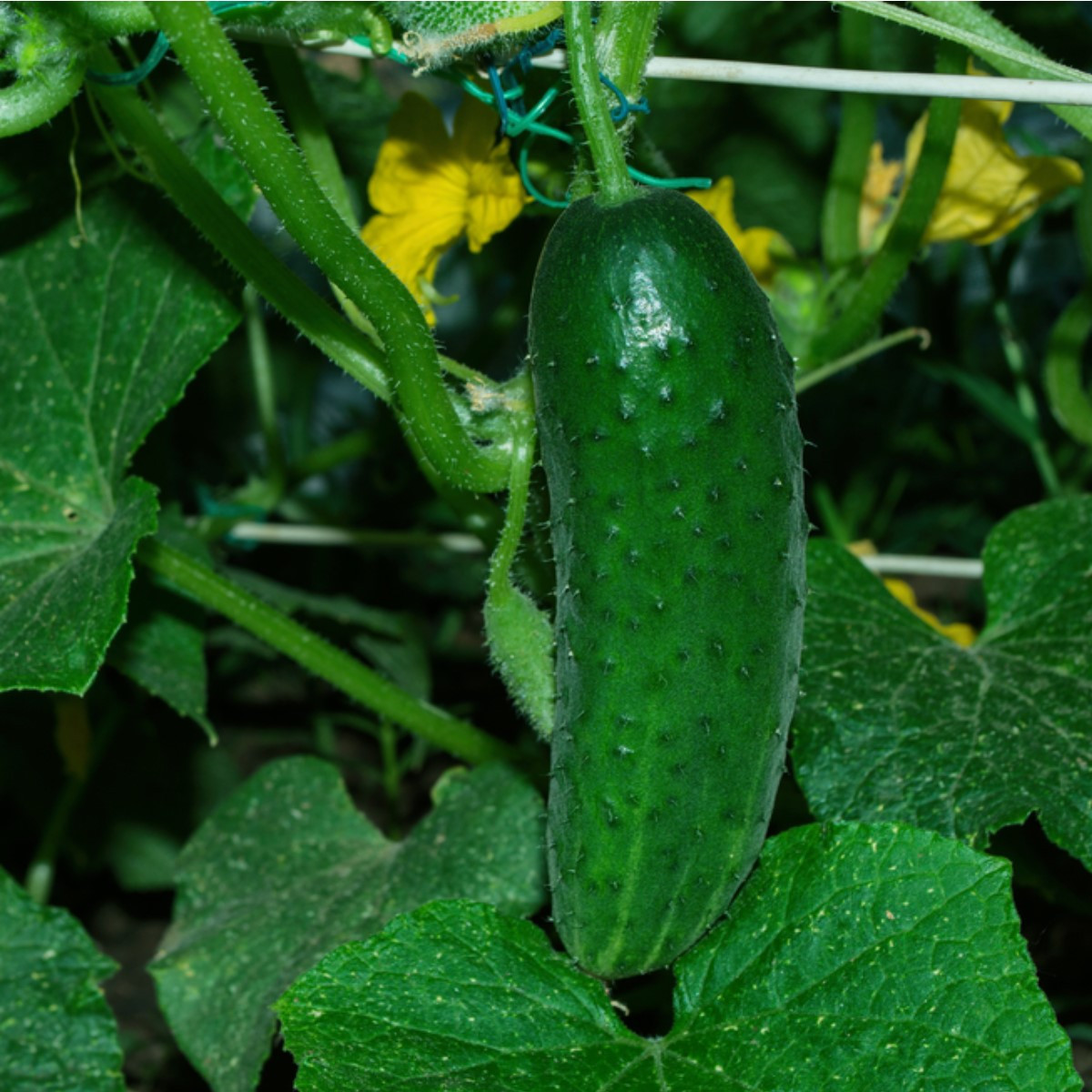 Uhorka Najada F1 - Cucumis sativus - semená - 15 ks