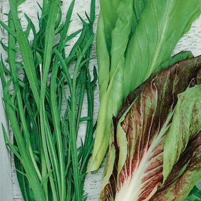 Semená talianskych šalátov - výsevný pásik - 5 m