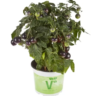 Paradajka balkónová Purpleboy F1 - Solanum lycopersicum - semená - 6 ks