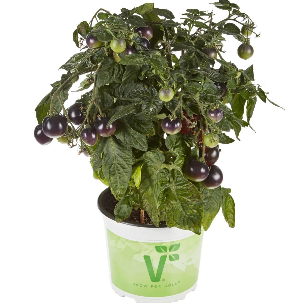 Paradajka balkónová Purpleboy F1 - Solanum lycopersicum - semená - 6 ks